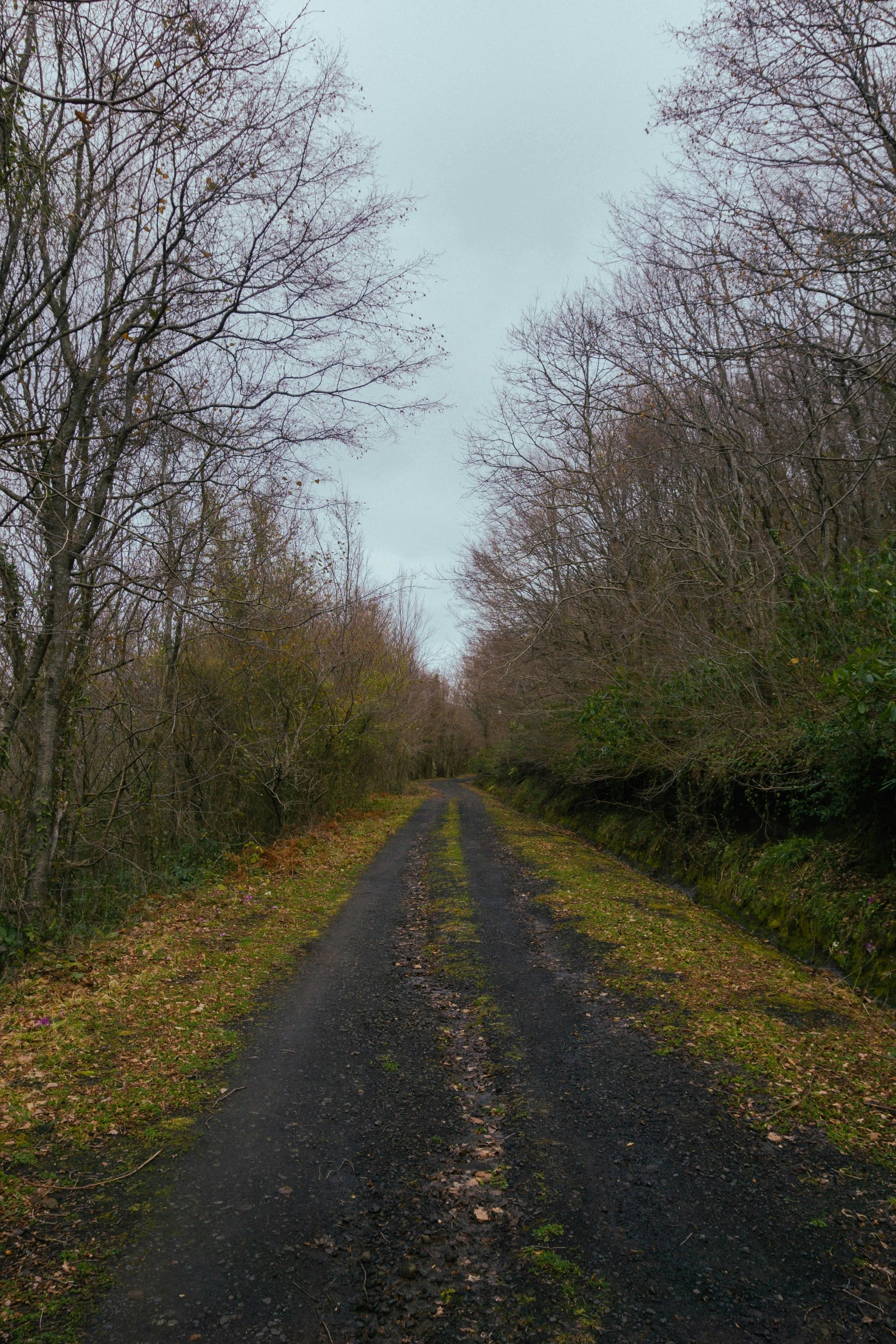 an empty road in the middle of a forest, by David Donaldson, les nabis, low quality photo, grey sky, 2 5 6 x 2 5 6 pixels, irish forest