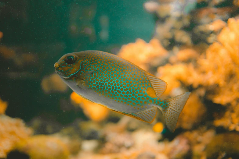 a fish that is swimming in some water, covered in coral, gold speckles, shot with sony alpha 1 camera, brown and cyan color scheme