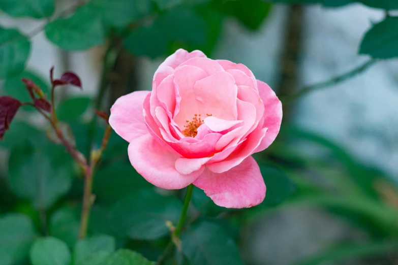 a pink rose is blooming in a garden, inspired by Barbara Nasmyth, unsplash, made of glazed, lush, william open, frontal shot