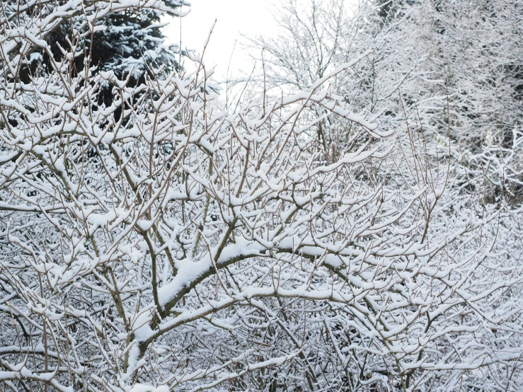 a red fire hydrant sitting in the middle of a snow covered forest, by Jaakko Mattila, tree branches intertwine limbs, detailed zoom photo, fruit trees, whistler