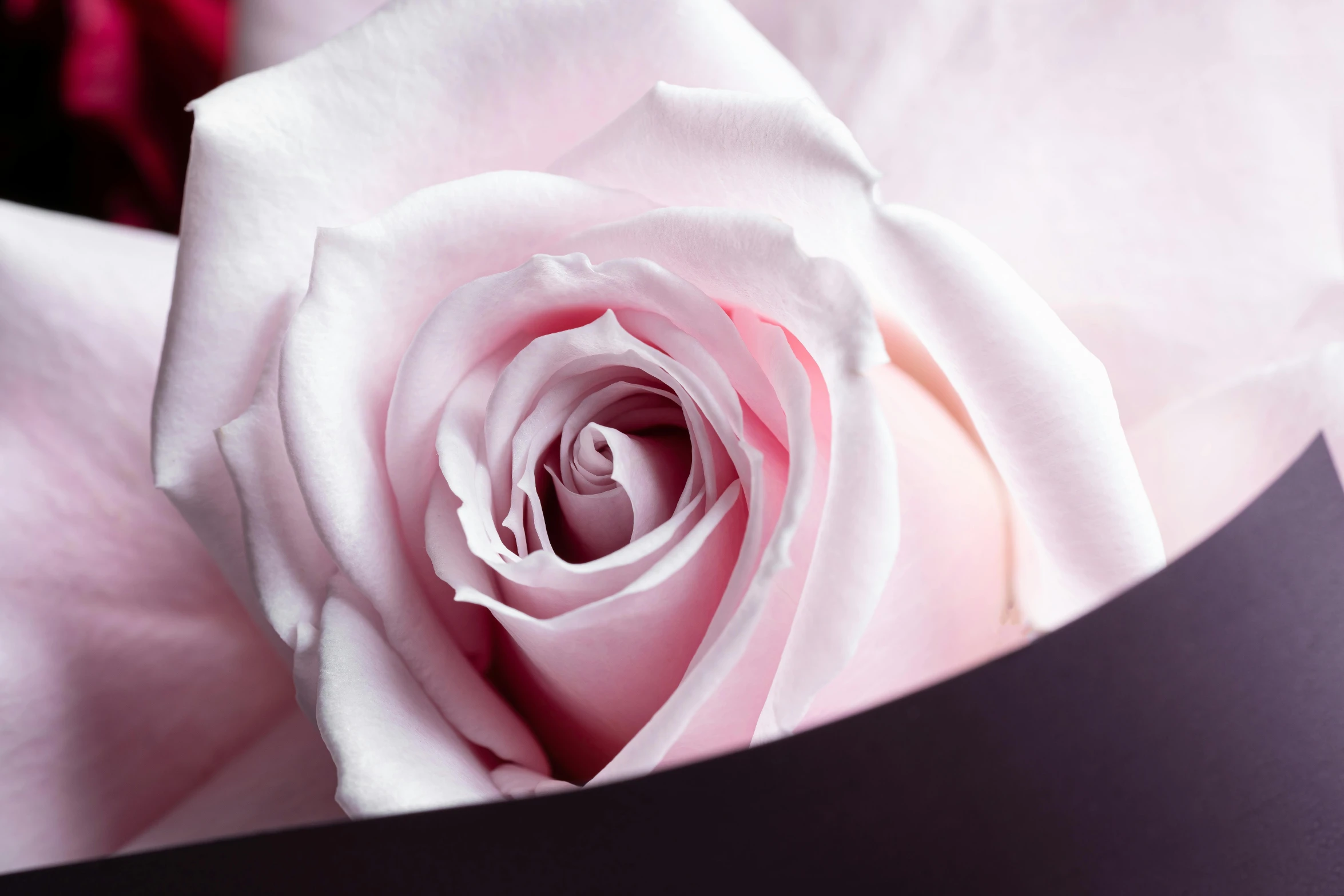 a close up of a pink rose in a black vase, light pink mist, carefully crafted, thick lining, rose quartz
