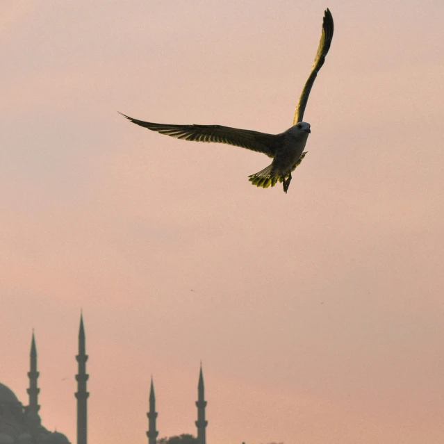 a bird flying over a large body of water, by Cafer Bater, pexels contest winner, hurufiyya, minarets, hawk wings, ottoman sultan, summer evening