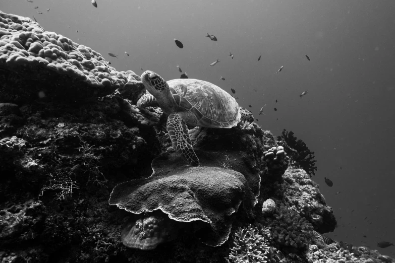 a turtle sitting on top of a coral reef, a black and white photo, by Matt Stewart, unsplash contest winner, sumatraism, dwell, grey, adi meyers, julia hill