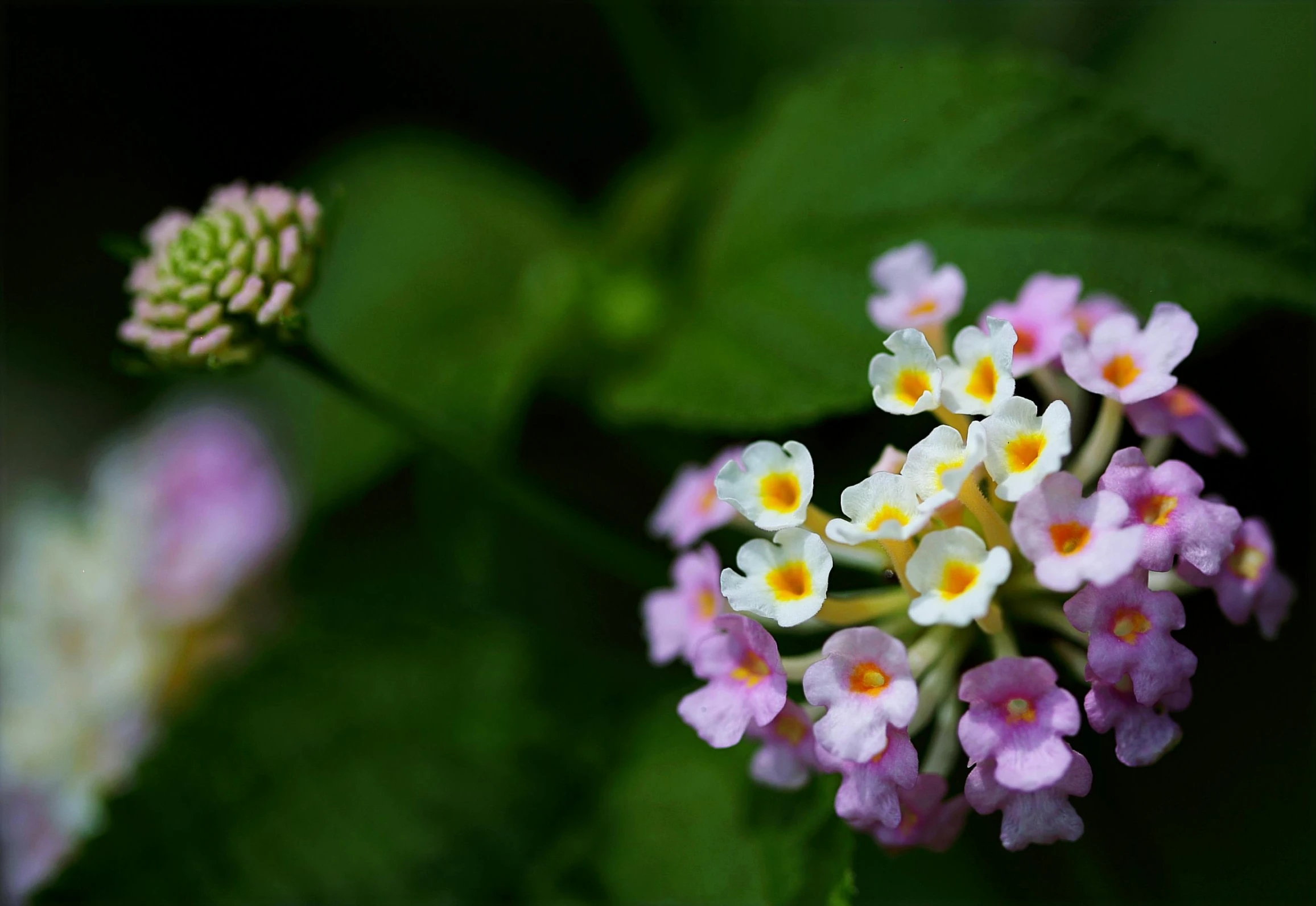 a close up of a bunch of flowers, a macro photograph, by Joan Ayling, unsplash, fan favorite, medium format, pink white and green, verbena