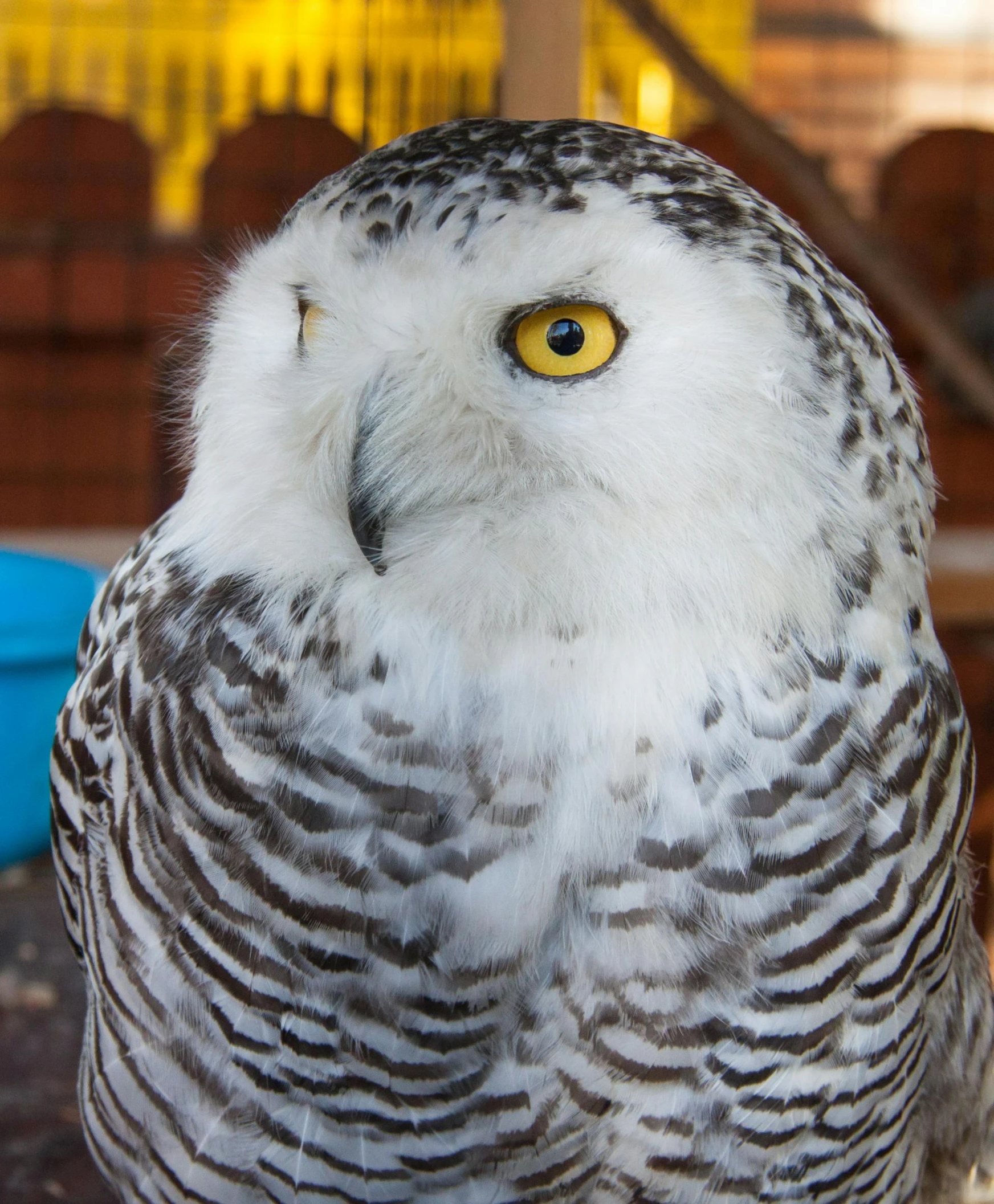 a white and black owl sitting on top of a table, pexels contest winner, hurufiyya, up close, white freckles, snowy, with a yellow beak