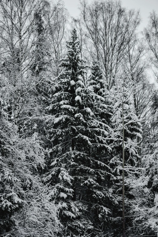 a black and white photo of snow covered trees, inspired by Ivan Shishkin, pexels contest winner, a green, espoo, a cozy, sk