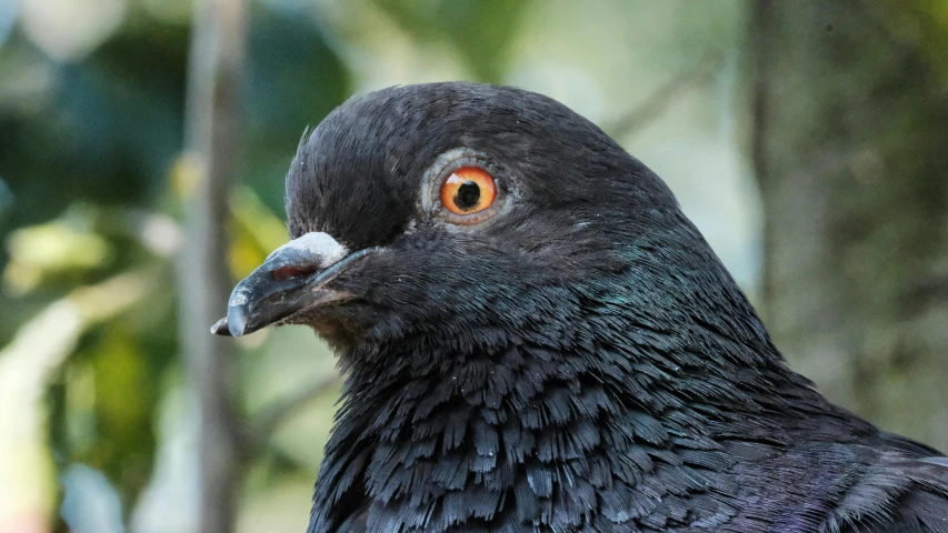 a close up of a pigeon with orange eyes, by Paul Bird, pexels contest winner, kahikatea, highly ornamental, close - up profile face, australian