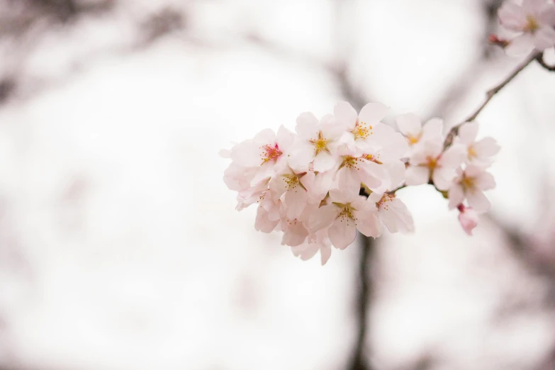 a close up of a bunch of flowers on a tree, by Niko Henrichon, trending on unsplash, sakura flower, white background, overcast weather, 中 元 节