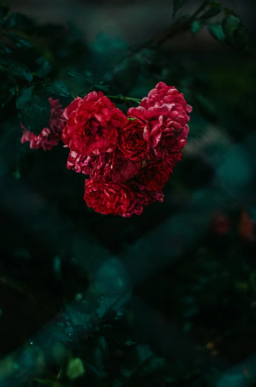 a red flower in the shape of a heart, an album cover, inspired by Elsa Bleda, pexels contest winner, roses in cinematic light, lush surroundings, dark photo, flowers and trees