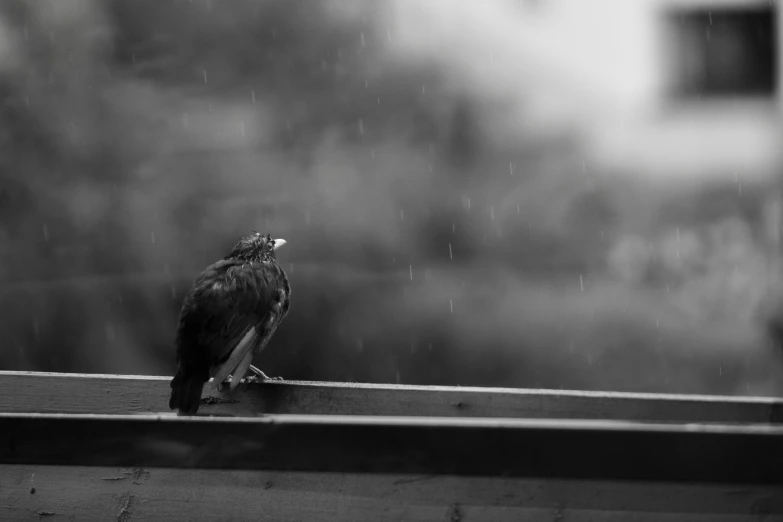 a black and white photo of a bird on a window sill, rain storm, falcon, hd wallpaper, no words 4 k