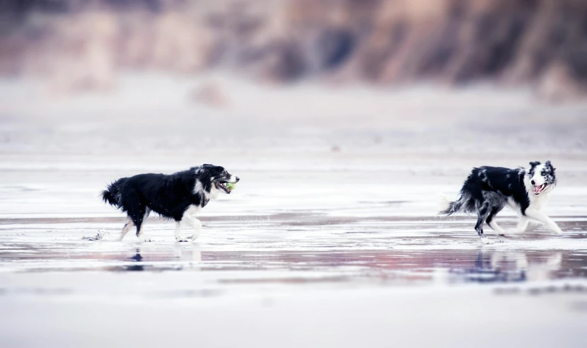 two dogs playing with a frisbee on the beach, pexels contest winner, art photography, walking on ice, aussie, staring, today\'s featured photograph 4k