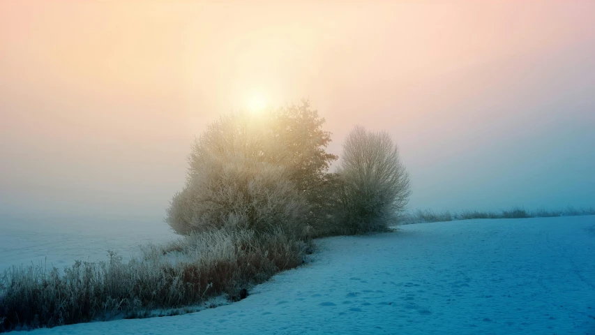 a couple of trees sitting on top of a snow covered field, an album cover, inspired by Elsa Bleda, pexels contest winner, romanticism, foggy volumetric light morning, (3 are winter, pastel colored sunrise, trending on