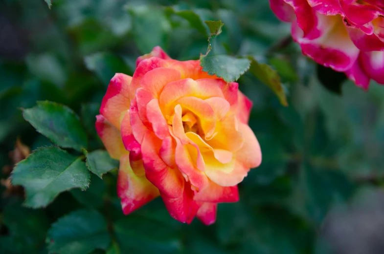 a close up of a pink and yellow rose, unsplash, flame shrubs, 'groovy', taken in the early 2020s, color image