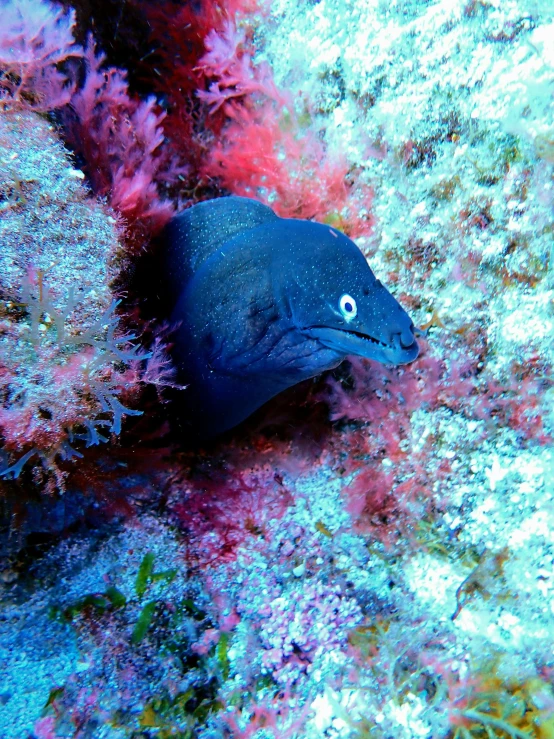 a close up of a fish on a coral reef, ethereal eel, photograph taken in 2 0 2 0, deep blue skin, but very good looking”