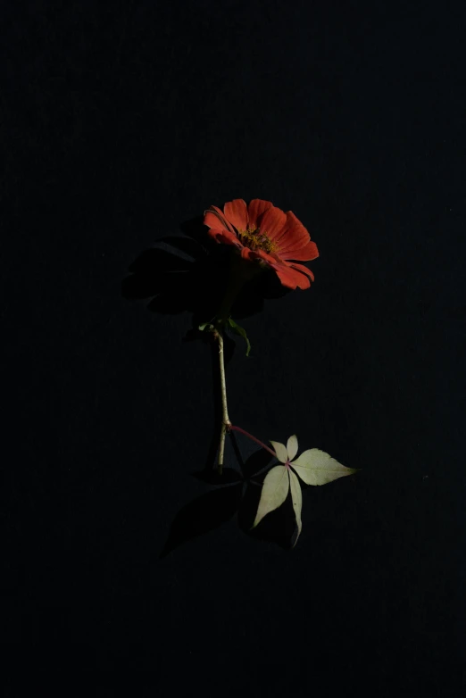 a single red rose against a black background, an album cover, by James Morris, ignant, naoya tanaka, julia hetta, ( ( photograph ) )