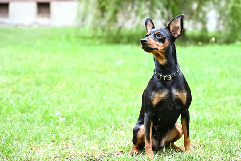 a small dog sitting on top of a lush green field, pexels contest winner, photorealism, breed russian brown toy terrier, black ears, today\'s featured photograph 4k, is a stunning