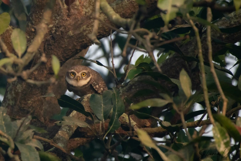 a small owl sitting on top of a tree branch, by Gwen Barnard, pexels contest winner, mingei, sri lanka, ::