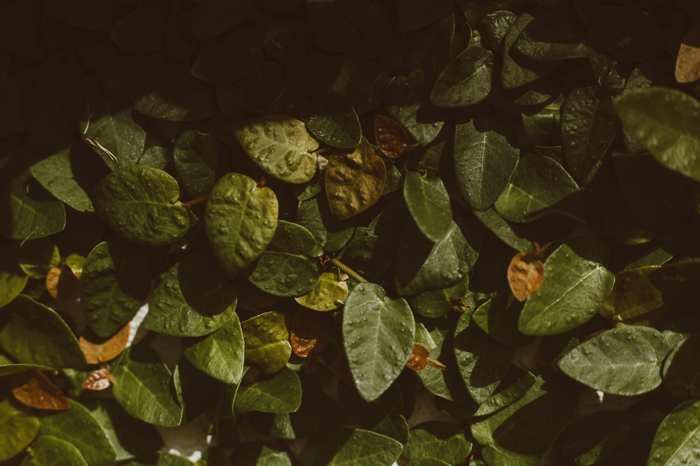 a close up of a bunch of green leaves, inspired by Elsa Bleda, trending on unsplash, background image, alessio albi, low quality photo, a high angle shot