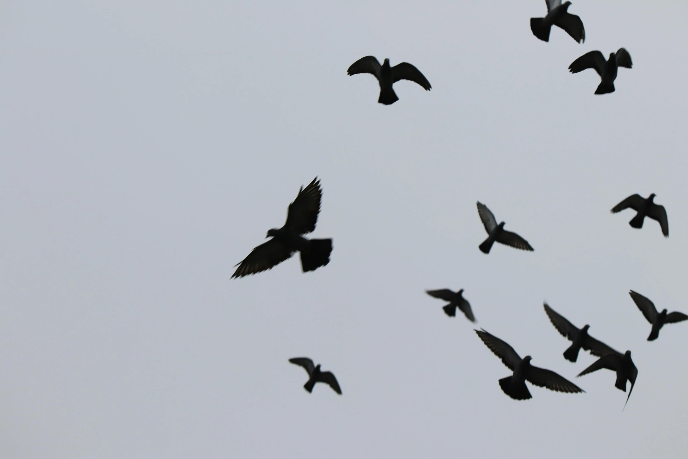 a flock of birds flying in the sky, an album cover, pexels contest winner, hurufiyya, mostly black, gray, various sizes, pigeon