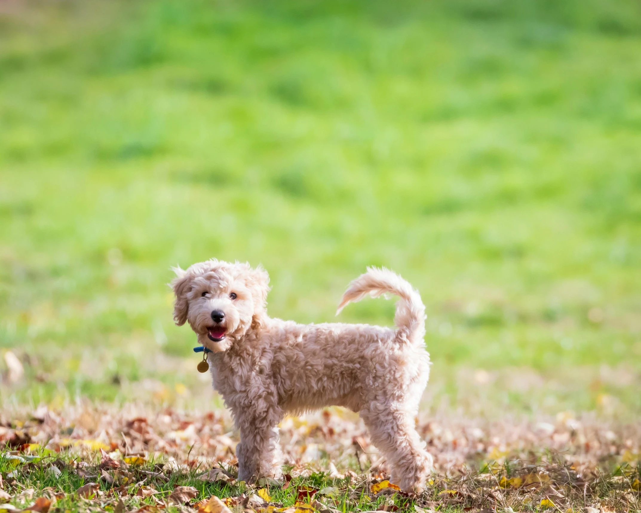 a small white dog standing on top of a lush green field, curly blonde hair, autumnal, screensaver, at a park