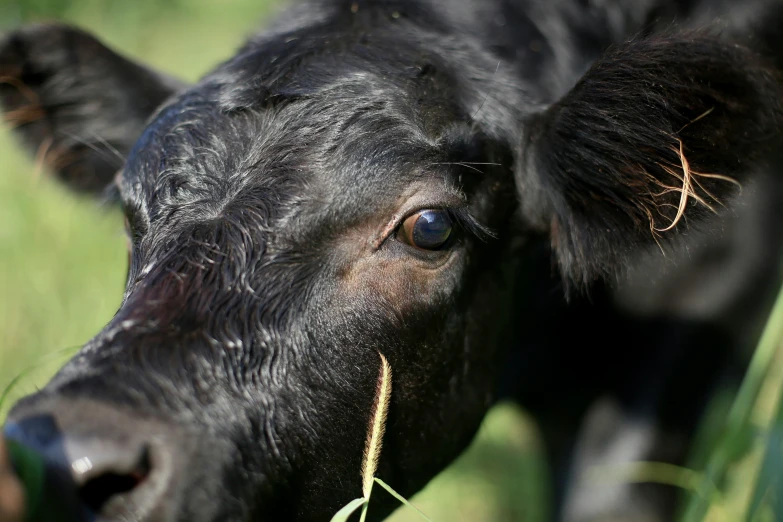 a black cow standing on top of a lush green field, unsplash, photorealism, close - up of face, closeup at the food, australian, pbr