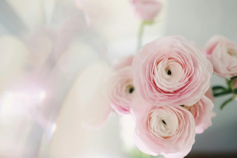 a vase filled with pink flowers on top of a table, by Sylvia Wishart, pexels contest winner, soft bokeh, rose quartz, detail shot, soft internal light