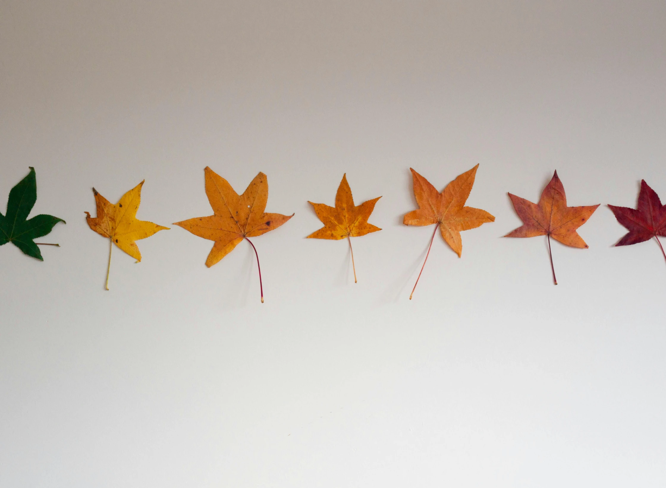 a row of different colored leaves on a white surface, a photo, by Jessie Algie, trending on pexels, decoration around the room, pointè pose, rusty, 15081959 21121991 01012000 4k