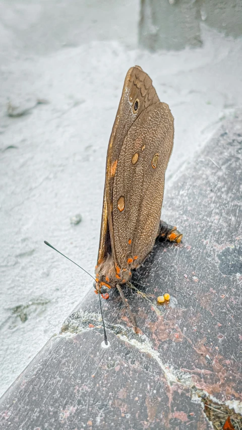 a butterfly that is sitting on a ledge, by Greg Rutkowski, pexels contest winner, wash off in the rain, scary sharp icy, highly detailed 8k photo, high-angle
