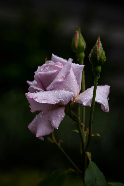 a close up of a flower with water droplets on it, a portrait, unsplash, light purple mist, roses, paul barson, grayish