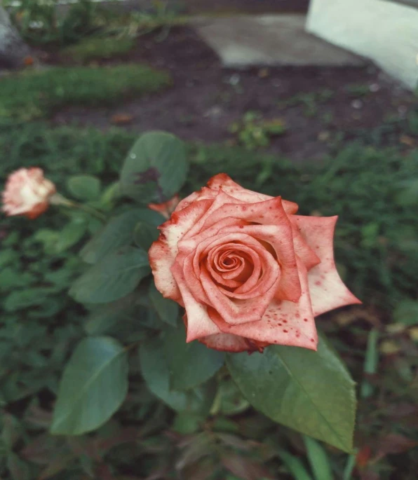 a close up of a rose in a garden, a colorized photo, inspired by Elsa Bleda, unsplash, photorealism, 35mm!!! 1990, disposable camera photo, medium format color photography, album