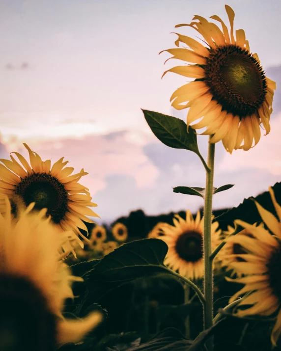 a field of sunflowers with a sunset in the background, a picture, trending on unsplash, vintage photo, instagram story, proud looking, delightful surroundings