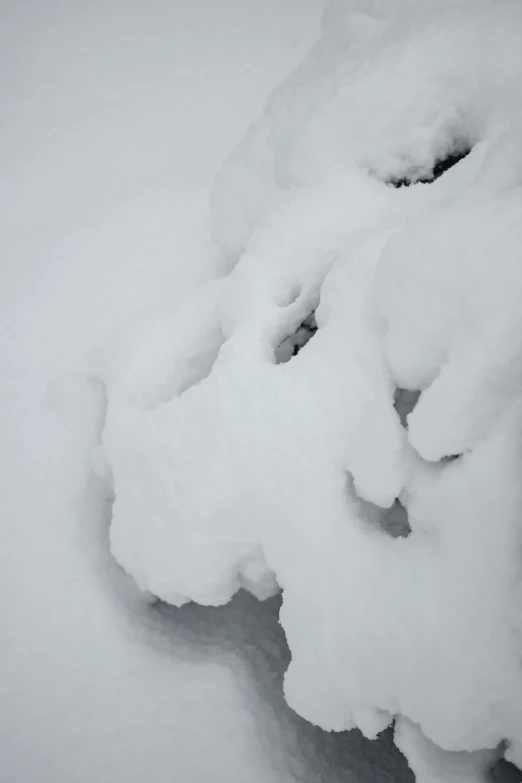 a black and white photo of a snow covered tree, an album cover, pexels contest winner, gnarled fingers, slightly pixelated, covered in white flour, pareidolia