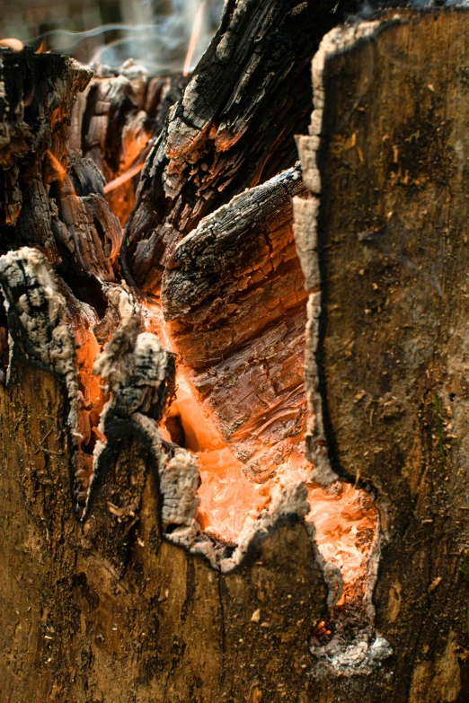 a bird sitting on top of a tree stump, by Peter Churcher, trending on unsplash, environmental art, fire texture, close-up print of fractured, bright orange camp fire, exposed inner structure