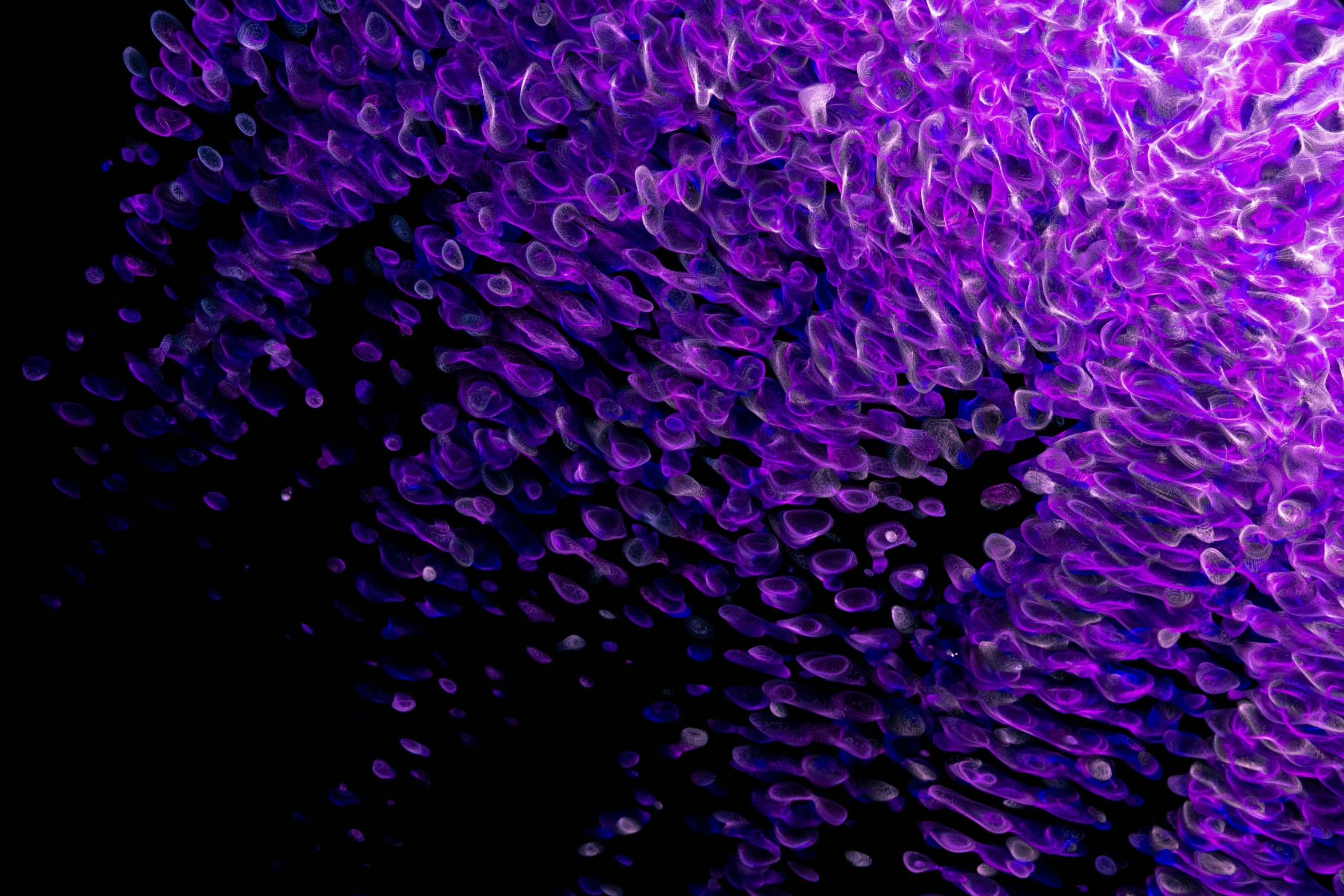 a close up of a purple flower on a black background, a microscopic photo, inspired by Yves Klein, flickr, conceptual art, fish scales, 1024x1024, crowd, blacklight aesthetic