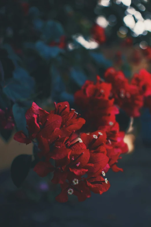 a close up of a bunch of red flowers, inspired by Elsa Bleda, unsplash, night mood, bougainvillea, grainy low quality, roses