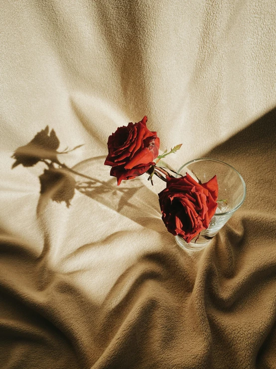 two red roses sitting in a glass vase, a still life, unsplash contest winner, slightly tanned, flowing shimmering fabrics, sun puddle, taken in the early 2020s