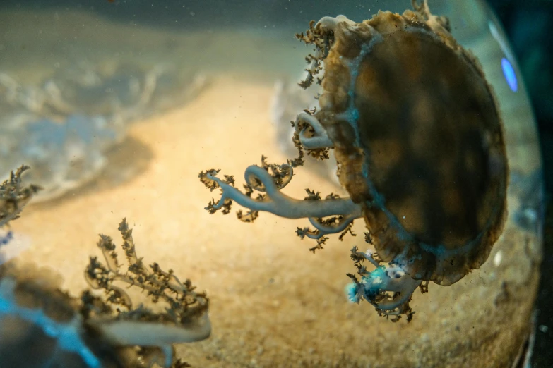 a close up of a fish in a tank, coral reefs, two magnificent jelly fish, intimidating floating sand, unsplash photo contest winner