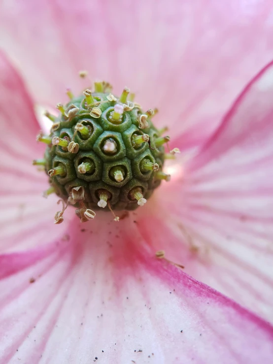 a close up view of a pink flower, a macro photograph, by Felicity Charlton, renaissance, green pupills, miniature cosmos, cervix awakening, a high angle shot