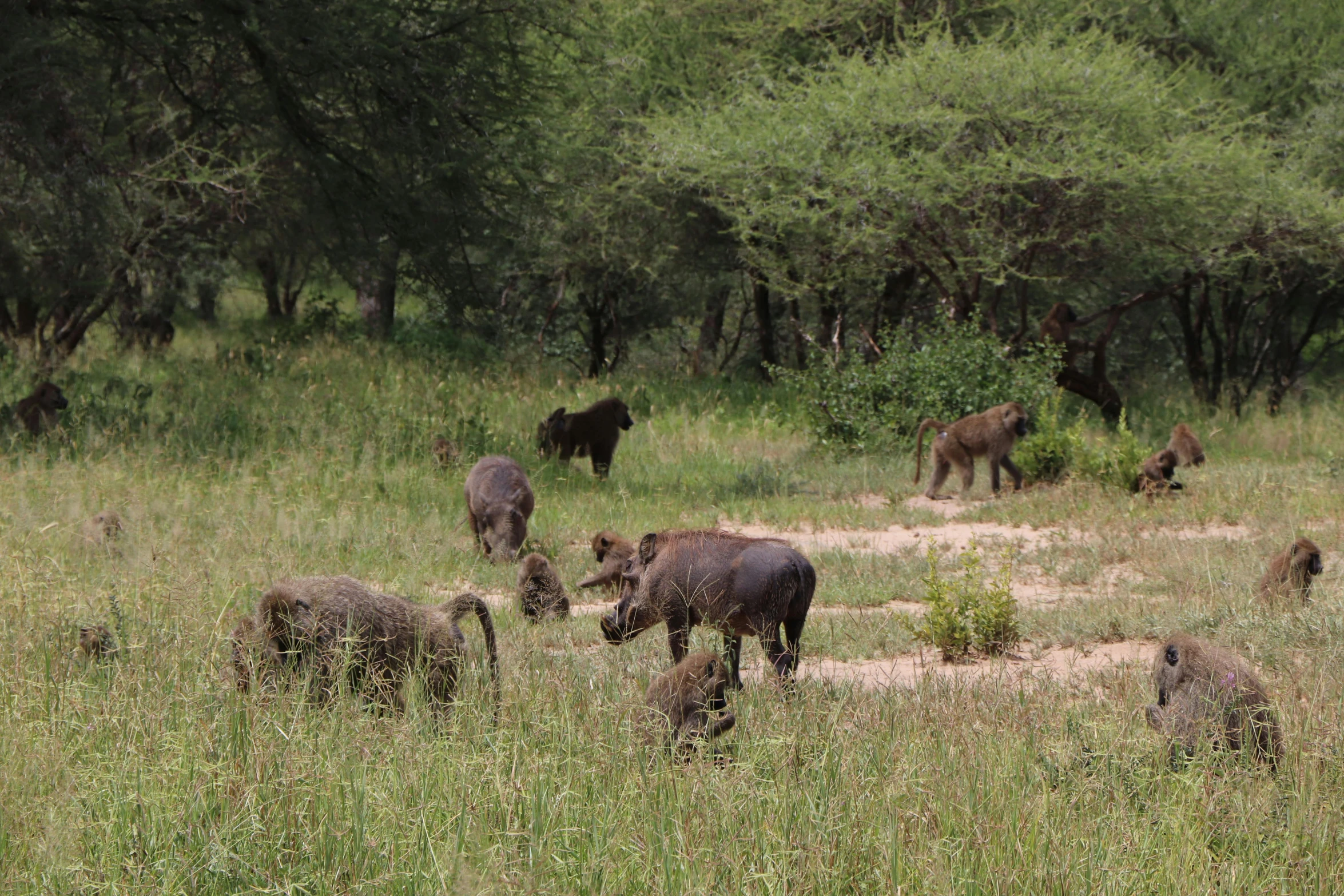 a herd of wild animals standing on top of a lush green field, as well as scratches, hyena, seen from a distance, slide show