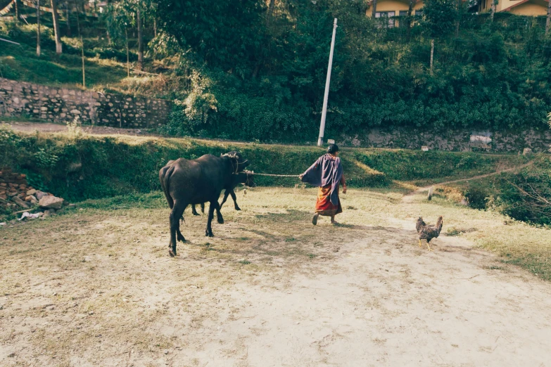 a man leading two cows down a dirt road, by Emma Andijewska, pexels contest winner, sumatraism, man holding spear, young himalayan woman, slightly pixelated, 1980s photo