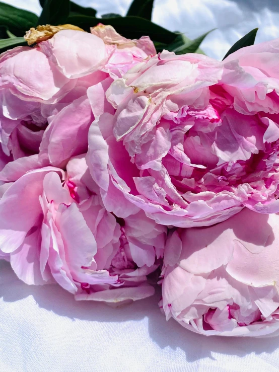 a bunch of pink flowers sitting on top of a white table, up-close, no cropping, ((pink)), cleanest image