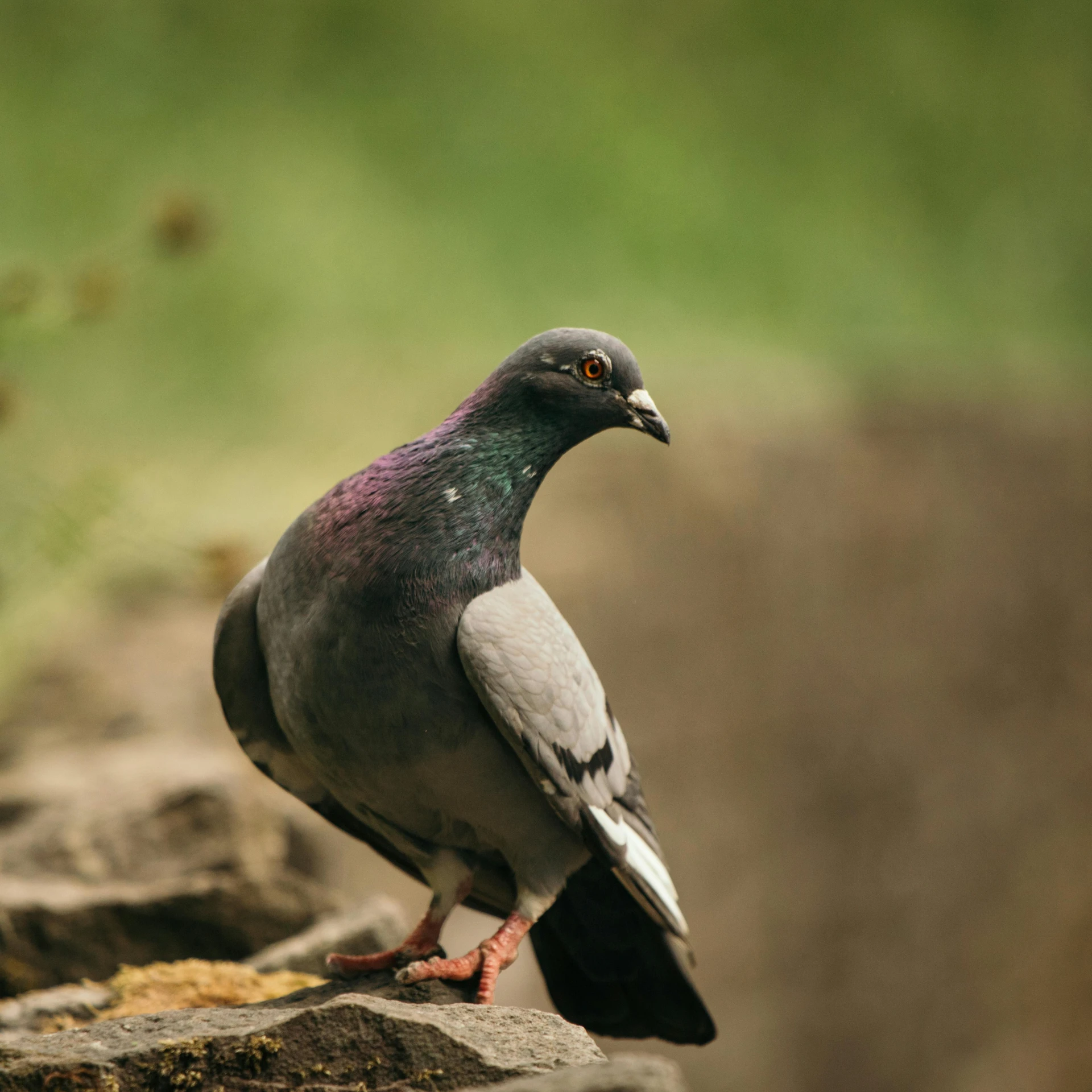 a pigeon sitting on top of a rock, sitting on the ground