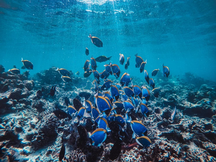 a large group of fish swimming in the ocean, coral reefs, fan favorite, shot on sony a 7 iii, vibrant blue