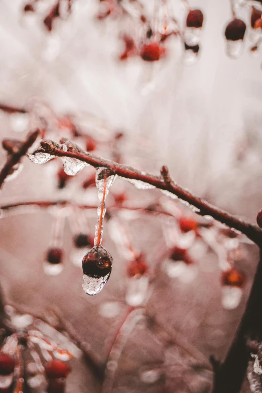 a close up of a tree with ice on it, an album cover, inspired by Elsa Bleda, trending on pexels, romanticism, berries dripping, tear drop, red brown and white color scheme, made of crystal