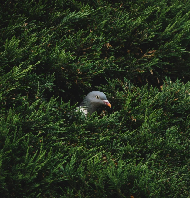 a pigeon sitting in the middle of a tree, pexels contest winner, hurufiyya, a landscape of hedge maze, high angle close up shot, hiding in grass, victoria siemer