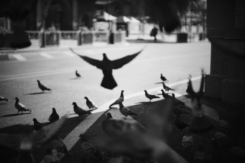 a flock of birds standing on the side of a road, a black and white photo, by Giovanni Pelliccioli, pexels contest winner, in a square, doves : : rococo, flying creatures, defocus
