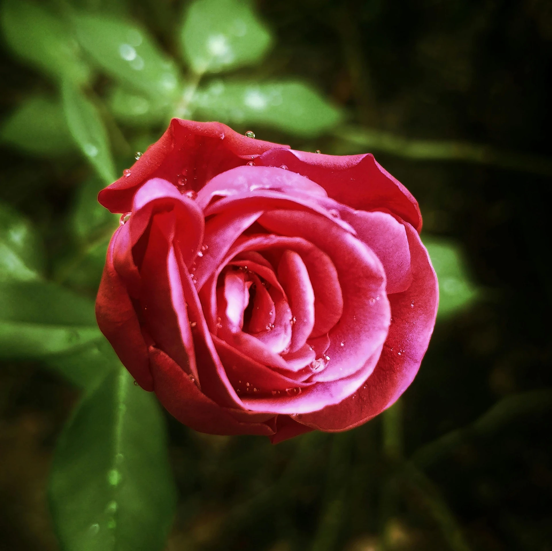 a close up of a pink rose with water droplets, pexels, 👰 🏇 ❌ 🍃, red blooming flowers, instagram post, highly detailed image