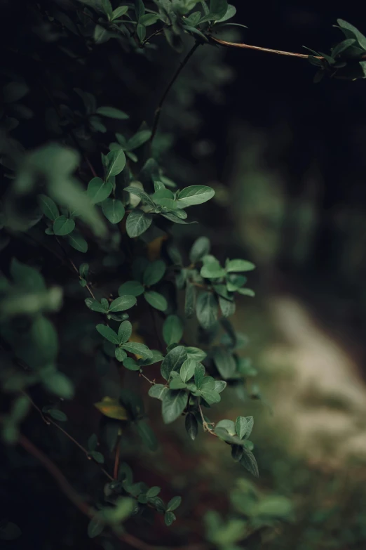 a red fire hydrant sitting in the middle of a forest, inspired by Elsa Bleda, unsplash, hurufiyya, dark green leaves, zoomed in shots, thick bushes, muted green