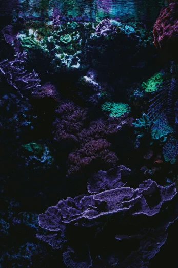 a group of fish swimming on top of a body of water, an album cover, by Elsa Bleda, vorticism, radiating atomic neon corals, second colours - purple, closeup portrait, dark neon colored rainforest