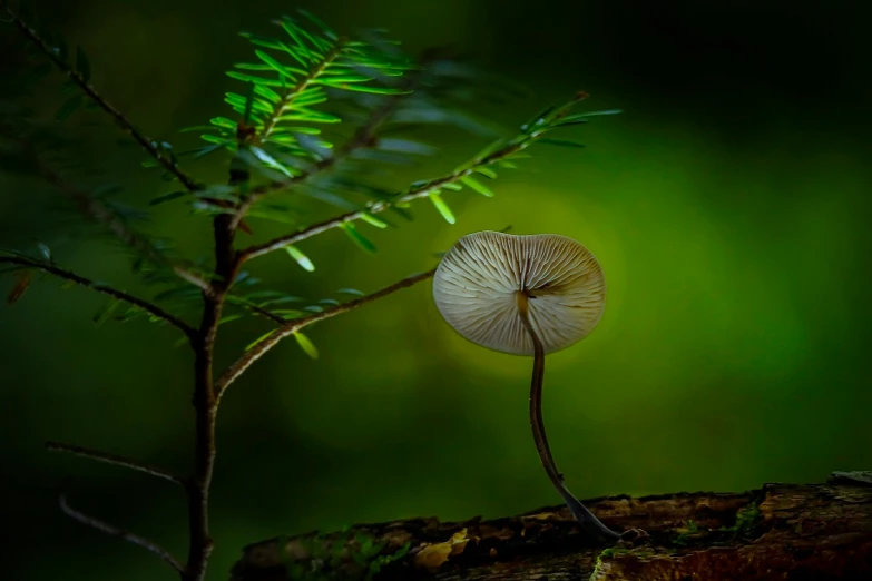 a mushroom sitting on top of a tree branch, by Wojciech Gerson, unsplash contest winner, ecological art, lily pad, fern, single light, 8k fine art photography